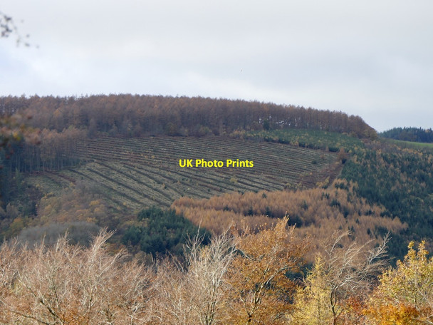 Photo 6"x4" Clearfell, Clunton Hill Kempton c2021