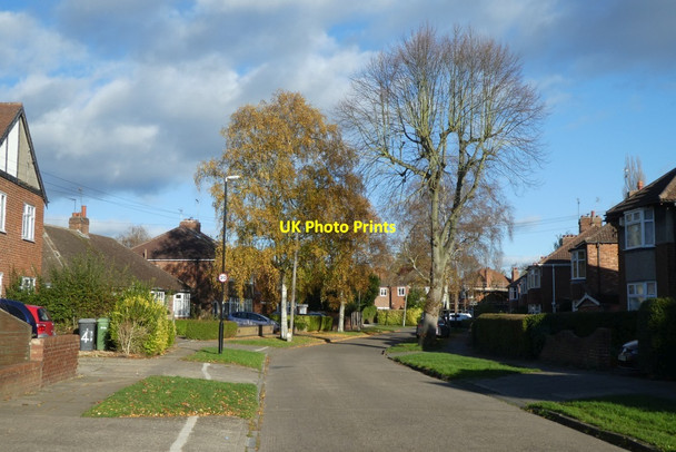 Photo 6"x4" Birches on Walney Road Tang Hall\/SE6252 c2021