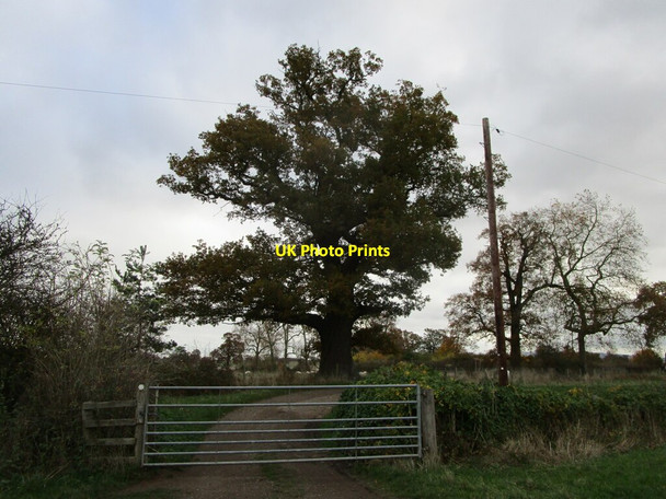 Photo 6"x4" Gate near Westfield Farm High Green\/SO8745 c2021
