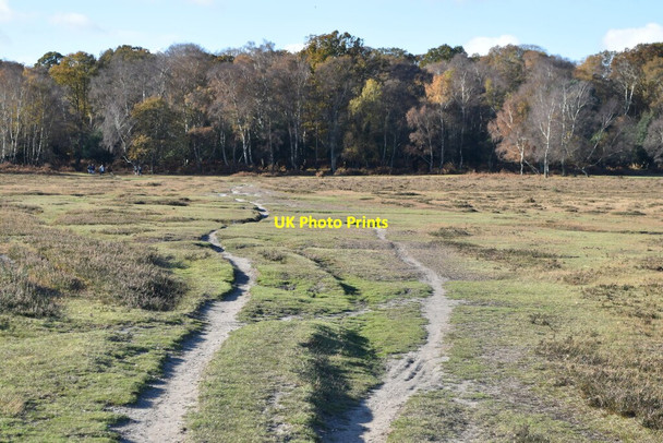 Photo 6"x4" Rutted path towards Matley Wood Ashurst\/SU3310 c2021