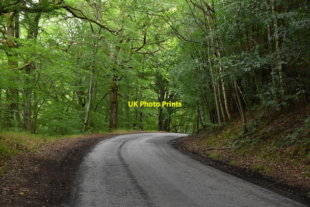 Photo 6"x4" Woodland road Pitlochry c2021