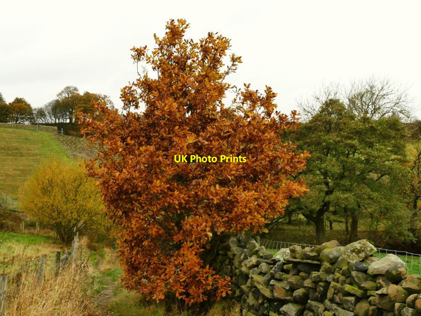 Photo 6"x4" Autumn colours near Eldwick Reservoir  Bingley\/SE1139 c2021