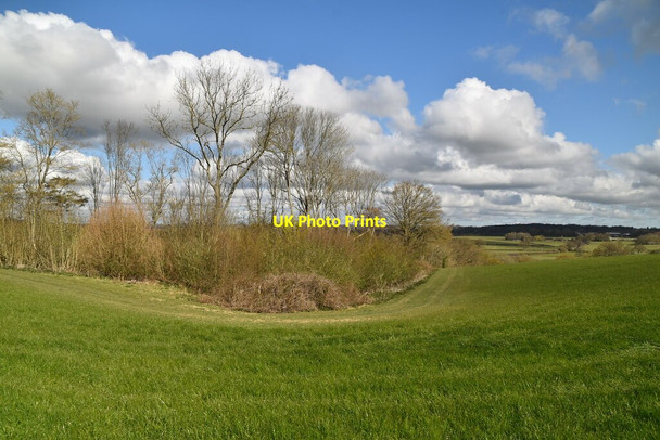 Photo 6"x4" Woodland north of Frogs Hill House Newenden c2021