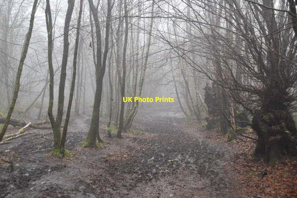 Photo 6"x4" Greensand Way French Street c2021