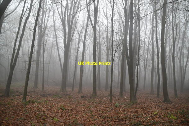 Photo 6"x4" Stubbs Wood Goathurst Common c2021