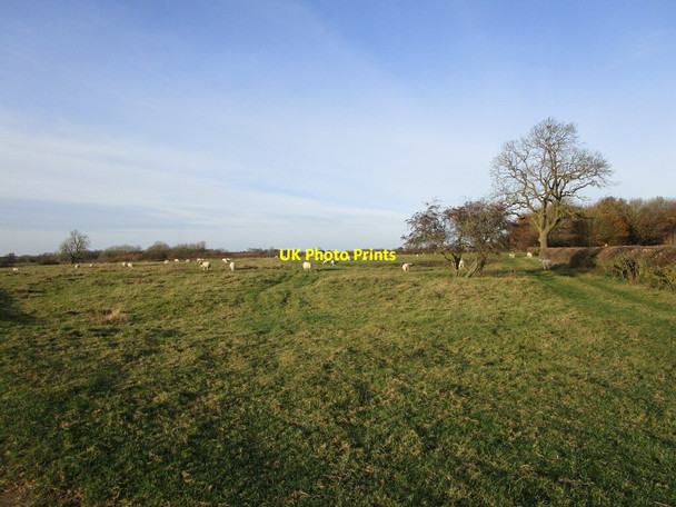 Photo 6"x4" Grassland with sheep near Holwell Holwell\/SK7323 c2021