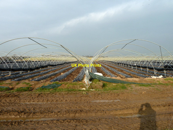 Photo 6"x4" Market gardening Lidsey c2012