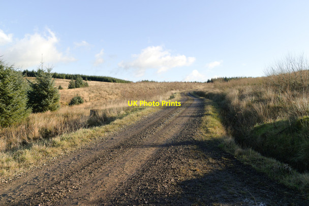 Photo 6"x4" Forest track near Cairnglastenhope Cairnglastenhope\/NY7580 c2021