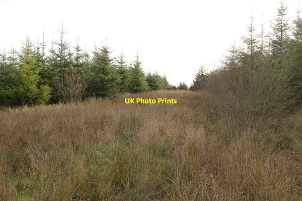 Photo 6"x4" Monied Rigg, Wark Forest Cairnglastenhope\/NY7580 c2021