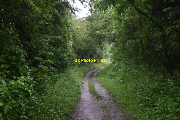 Photo 6"x4" Thames Path Swinford\/SP4408 c2021