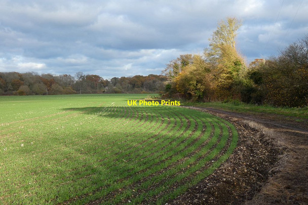 Photo 6"x4" Farmland, Old Basing Water End\/SU6953 c2021