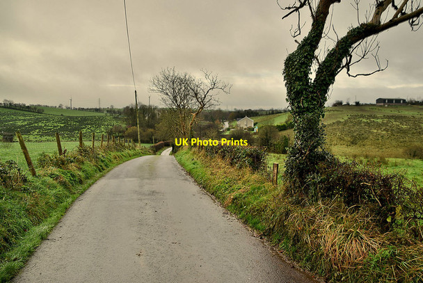 Photo 6"x4" Bare tree along Skreen Road Fintona c2021