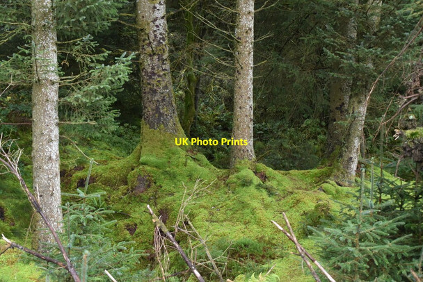 Photo 6"x4" Mossy forest Moneygashel c2021