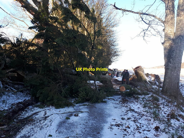 Photo 6"x4" After Storm Arwen Cortachy c2021