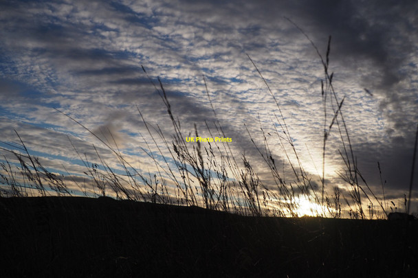 Photo 6"x4" Grasses against an Evening Sky Cove\/NT7771 c2021