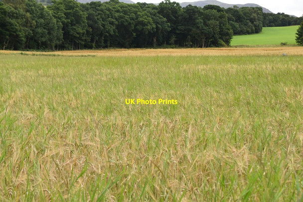 Photo 6"x4" Field of barley Pitlochry c2021