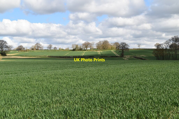 Photo 6"x4" Extensive arable crops Rolvenden Layne c2021