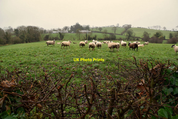 Photo 6"x4" Sheep, Drudgeon Omagh c2021