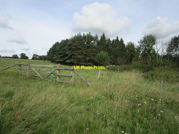 Photo 6"x4" Gate and stand of conifers Edgeworth c2021