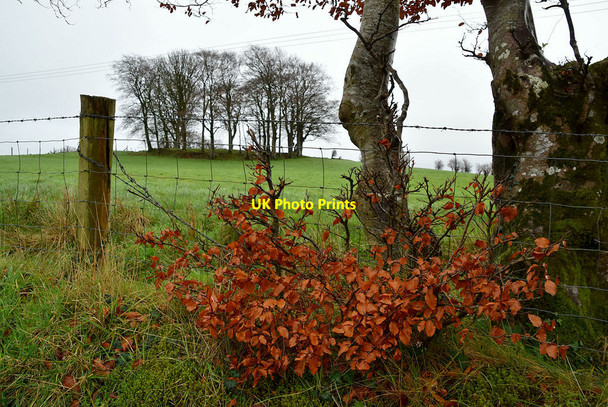 Photo 6"x4" Ancient rath, Mullaghmore Omagh c2021