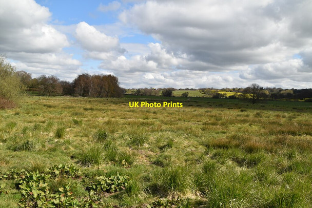 Photo 6"x4" Rough grasses Tenterden c2021