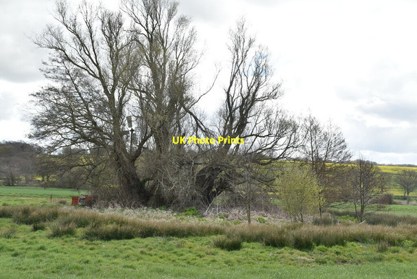 Photo 6"x4" Clump of trees Tenterden c2021
