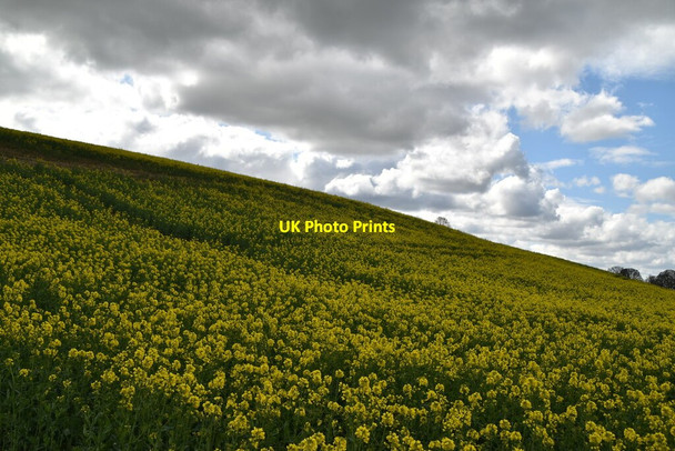 Photo 6"x4" Oilseed rape Tenterden c2021 P1
