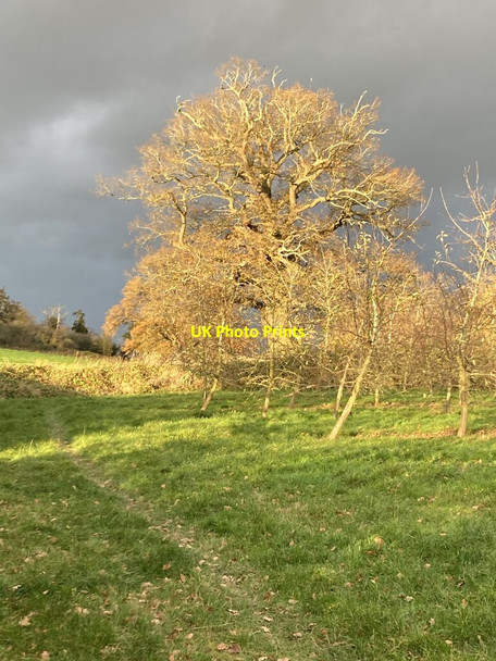 Photo 6"x4" An oak tree next to the cider orchard Bartestree c2021