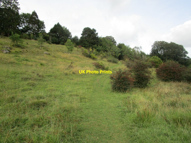 Photo 6"x4" Footpath across Daneway Banks nature reserve Daneway c2021
