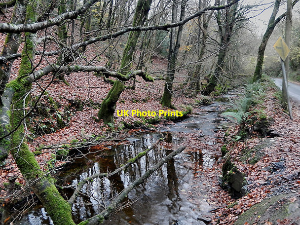 Photo 6"x4" Woodland Stream Castlecomer c2021
