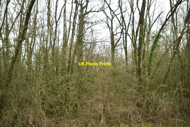 Photo 6"x4" Ruffits Wood Borough Green c2021