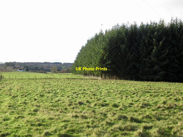 Photo 6"x4" Woodland edge, Blairingone Dollar c2021