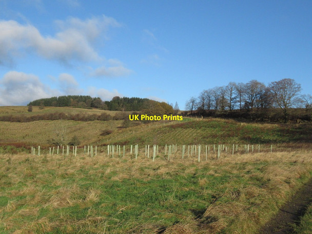 Photo 6"x4" Young trees, Fire Hill Blairingone c2021