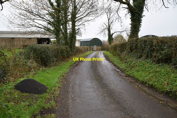 Photo 6"x4" Trees along Rosemary Road Omagh c2021