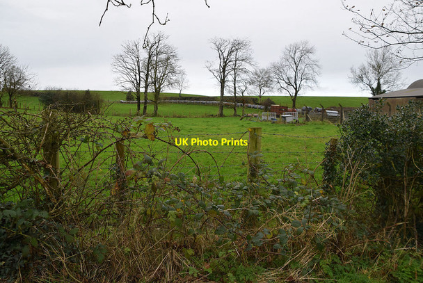 Photo 6"x4" Trees, Deer Park (Clarke) Omagh c2021