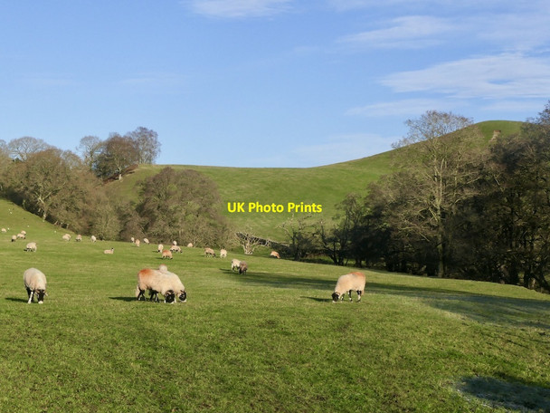 Photo 6"x4" Field beside the Croglin Water Dale\/NY5444 c2021