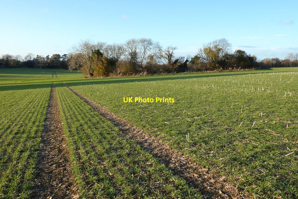 Photo 6"x4" Farmland, Long Sutton Long Sutton\/SU7347 c2021 P1