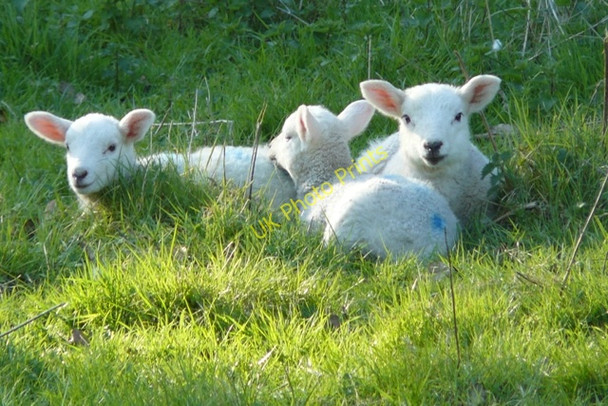 Photo 6"x4" New Lambs at Stanford Hall Hoton c2009