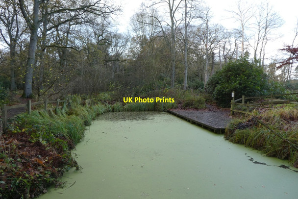 Photo 6"x4" Pond in Moorlands Woods Shipton\/SE5558 c2021