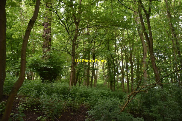 Photo 6"x4" Slipes Wood Therfield c2021
