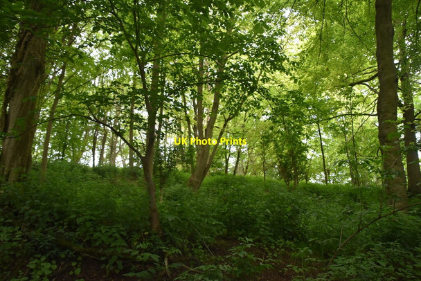 Photo 6"x4" Slipes Wood Therfield c2021 P1