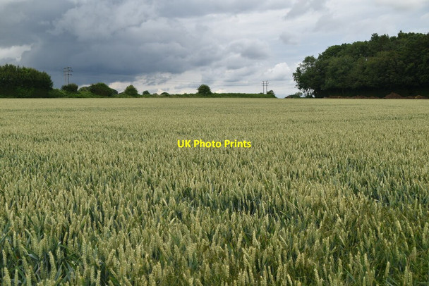 Photo 6"x4" Wheat field Pheasants c2021