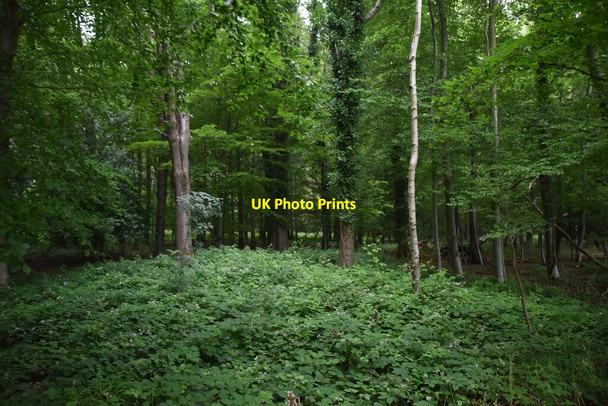 Photo 6"x4" Bushes Wood Pheasants c2021