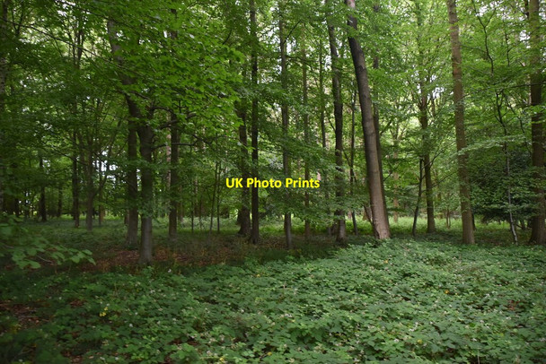 Photo 6"x4" Bushes Wood Pheasants c2021 P2