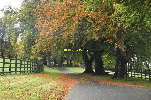 Photo 6"x4" Autumnal colour, Monea Derrygonnelly c2021