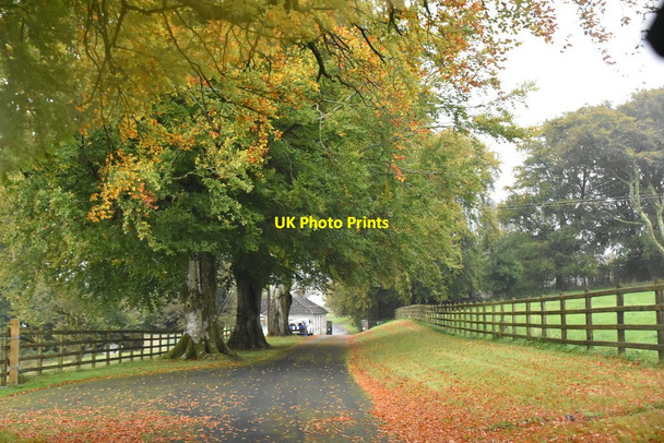 Photo 6"x4" Autumnal colour, Monea Derrygonnelly c2021