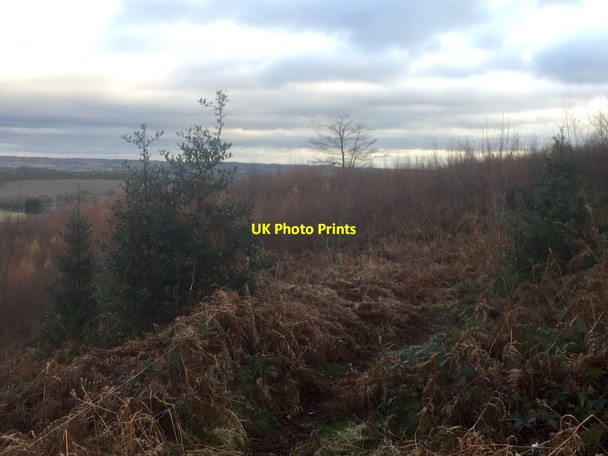 Photo 6"x4" Young trees, Hanchurch Hills Knowl Wall c2021