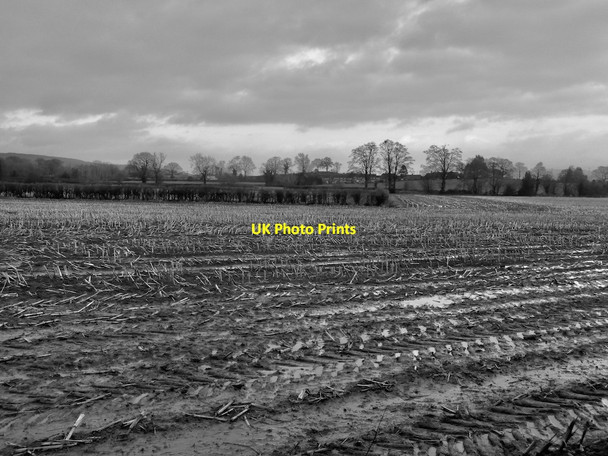 Photo 6"x4" Maize stubble, Orleton Ashley Moor c2021