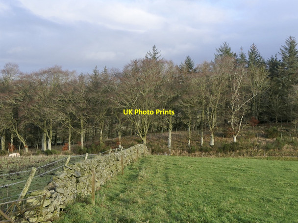 Photo 6"x4" Stripwood, Callands Bordlands c2021