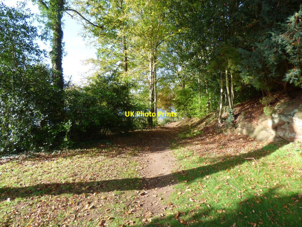 Photo 6"x4" Woodland path Dudmaston Hall Quatt c2018